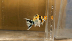 Red Head Balloon Molly Fish(Female) 红头短身气球茉莉鱼(母)❗️(Not random fish）❗️Fish same as order❗️36