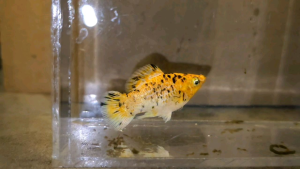 Pikachu Balloon Molly Fish(Male) 短身气球茉莉鱼(公)❗️(Not random fish)❗️Fish same as order❗️32