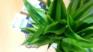 【BUY 1 TAKE 1】Authentic ACURE+ Vision Support Capsules - Lutein Natural Care for Healthy Eyes - 20 Capsules Sore Eyes