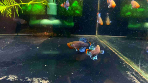 Rachovii beira 98 killifish bagus di aquascape (sepasang)