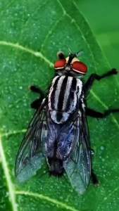 Spray Cairan Pembasmi Lalat | Pengusir Lalat | Lalat Rumah | Lalat Kandang | Lalat Hewan | Lalat Kebun | Lalat Pasar | Lalat Buah | Lalat Hijau | Lalat Hitam | 100% Super Ampuh | Isi 450ml