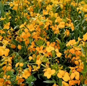 (KEMASAN PREMIUM) BIJI | BENIH BUNGA QILI HUANG KUNING ( isi -+500 butir)