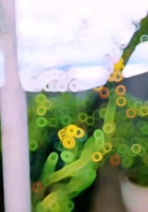 5 BUTIR BIJI/BENIH KECIPIR UNGU