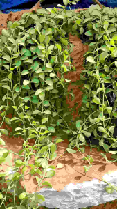 น้ำตกหินจริง น้ำตกหินธรรมชาติ น้ำตกในสวน น้ำตกหินภูเขา น้ำตกหน้าบ้าน น้ำตกราโรงงาน