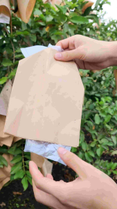 เซิร์ฟเวอร์ คลิปเส้น ทุกร่าน สำหรับ ถุงห่อฝรั่งสำเร็จรูป กระดาษ 2 ชั้น สะดวก ห่อได้ทั้ง 2 เเบบ ใช้เเม๊กซ์เย็บ เเละ ใช้มือมัด กันฝน กันเเดด ขนาด 16x25 ซม