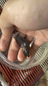 BETTA  KUEHNEI PUGNEX GAINT BETTA IKAN LAGA野生巨型斗鱼