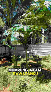 Pembersih Kandang Ayam BINFEKTAN PLUS Desinfektan Bebas Penyakit Virus dan Bakteri