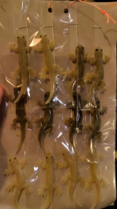 จิ้งจก1แผง 12ตัว จิ้งจกปลอมเหมือนจริงมาก ซื้อทีทั้งแผงเลยค่าส่งถูกเอาไปหลอกเพื่อน หรือใครทาสแมวคุณสามารถเอาไปหลอกแมวของคุณ ให้จ้องจิ้งจกได้ทั้งวัน ไม่เป็นปาบ