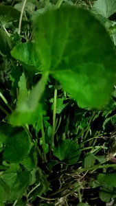 daun antanan segar pegagan fres order baru petik organik