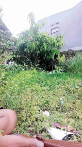 Pisau Dapur Serba Guna: Tips & Trik