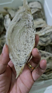 100gr Tổ yến sào thô bể (vỡ nhẹ) ít lông yến sào Khánh Hòa + Quà tặng táo đỏ đường phèn và nhíp nhặt lông