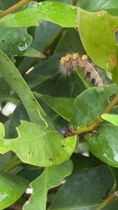 คาราเต้ 2.5 EC 100cc ออกฤทธิ์เร็ว แรง กำจัดแมลงได้มากชนิด ปราบหนอนเพลี๊ยเกลี้ยง