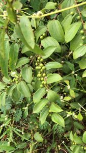 เล็บแมว