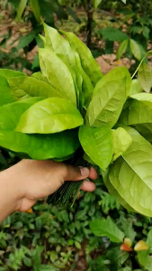 🌱🌱ใบเหลียง ผักเหลียง เก็บสดใหม่ สวนเอง ปลอดสาร ส่งตรงจากสุราษฎร์