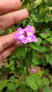 Lantana Camara -  - Pokok Bunga Tahi Ayam - लैंटाना कैमारा Lantana Camara – Beauty and Charm for Your Garden Multi-Color Blooms Butterfly Magnet Easy Shrub LIVE PLANT