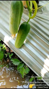 Bibit Benih Timun lalap super lebat Mentimun Lingga F1 Naka Seed Murah