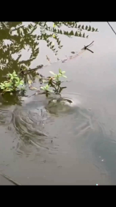 85gm++ umpan kucur sawit/ sawit kapas