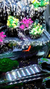 Aquarium Black Shinning Sand - 1kg - Aquarium Sand Akuarium Pasir - Akuarium Decoration