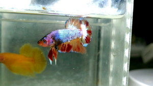 Amargeddon Vanda Halfmoon Plakat HMPK Betta Fish / Ikan Laga/ 斗鱼 (Not random fish）10