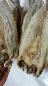 Gabus Ikan Asin & Gabus Laut Termurah