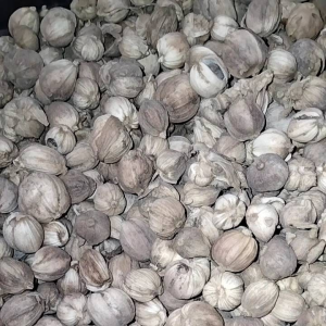 Kapulogo Kering 1 Kg Murah