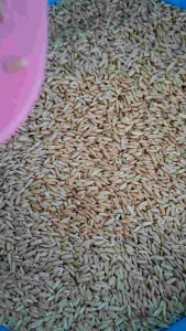 ข้าวโอ๊ต อาหารเสริมสำหรับนก ร่อนฝุ่นทุกถุง