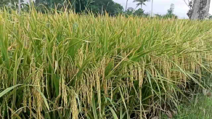benih padi Mr 330 kemasan 1kg
