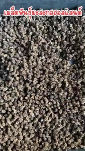 เมล็ดพันธุ์มะละกอฮอลแลนด์ เมล็ดใหม่ ปลูกง่าย ให้ผลผลิตดี