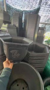 Combo 5 CHẬU. Chậu Nhựa Lục Giác LG Mai 280 | Chậu Trồng Cây Cảnh Mai Hoa Kiểng | Ngang 27cm