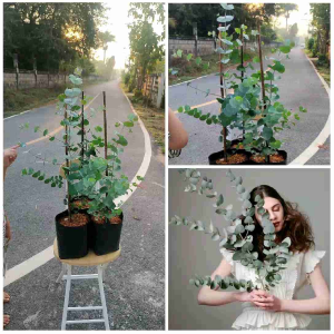 ยูคาลิปตัสใบหอม