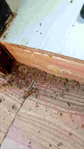 AO.NOX.แรง.เร็ว.น้ำยากำจัด.มด.แมลงๆ.ปลวก