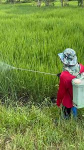 อมิโนโกลด์พลัส โปรตีนพืช แพคคู่(2ขวด)