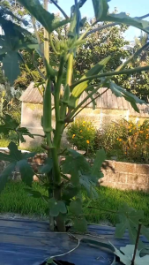 COD !!! 500 BIJI BENIH OKRA HIJAU GRENDI F1 SUPER UNGGUL