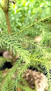 Araucaria Heterophylla
