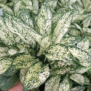 อโกนีมา เพรชน้ำหนึ่ง