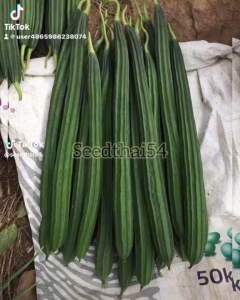 เมล็ดบวบเหลี่ยมเมล็ดบวบเหลี่ยมลูกยาวตรงสวยผลใหญ่40-50เมล็ด