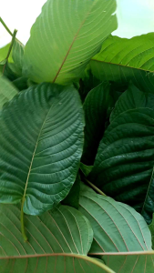 ใบกระท่อม ใบคัดใหญ่ (คัดเรียง)พิเศษสวย 1กิโล (kratom 1kg) เก็บสดใหม่ทุกวัน รับประกันสินค้า มีปัญหารับเคลม