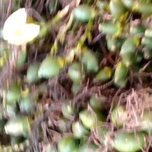 #หมากสด หมากออ่นหน้าเต็ม คัดพิเศษ ราคาพิเศษ เนื้อนุ่ม อรอ่ยมาก เคี้ยวมัน เคี้ยวเพลิน น่ารับประทาน หมากนอกฤดู 2กิโล