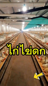 Nanovit นาโนวิท เลือกขนาดได้ 500กรัม/1000กรัม อาหารเสริมเร่งไข่ดก วิตามินรวมสำหรับไก่ เป็ด หมู วัว ควาย ทุกขนาดอายุ