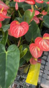 วิลเลี่ยมออเรนLivium orangeส้มลายละมุนหน้าวัว(Anthurium andraeanum)ซึ่งเป็นไม้ประดับยอดนิยมมีดอกสีสดใสใบดอกคล้ายรูปหัวใจ