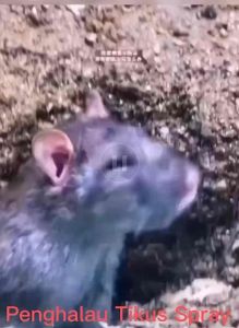 Spray Penghalau Tikus Repellent Rat off Spray Mouse Rat Repellent Pest Control 家用植物萃取气味避鼠喷雾超强驱鼠剂老鼠驱除剂