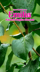 SPREI  BONITA EMELIA KING B2 UK 180 X 200