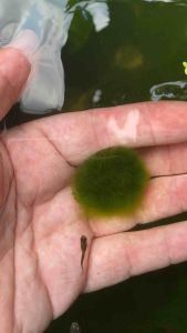 Viên rêu mossball trang trí hồ thuỷ sinh cá cảnh tép rất thích