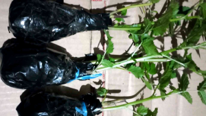 Bibit arbei bibit raspberry unggul super per 3 bibit