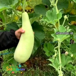 15 BUTIR BIJI/BENIH LABU AIR BALISTIK (REPACK)