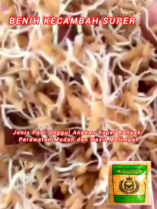 ( 5 kg ) BENIH BIBIT PADI SIMBOK SUPER ISTIMEWA GABAH KUALITAS UNGGUL IN HIBRIDA GENJAH HASIL MELIMPAH