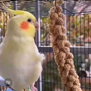 Bird Spray Millets Red and Yellow for Birds Parrots Parakeet Hamsters Small Animals