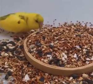 Mix Millet. Bird Food Mix Millet for parrot. Mix seeds