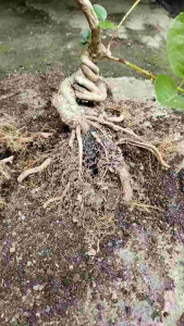 Bonsai Sancang: Tanaman Hias Interior & Desain Tradisional