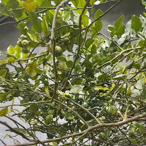 20 Lembar Daun Jeruk Purut Segar